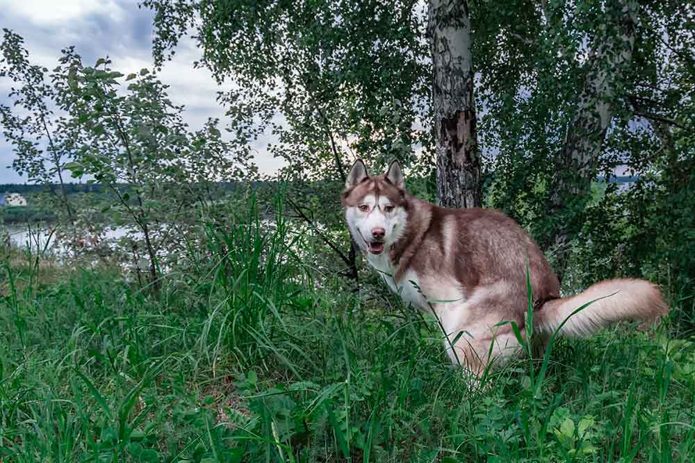 Forstoppelse hos hund - Årsager og gode råd Evidensia