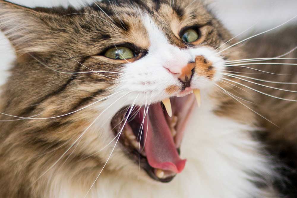 Fantastiske noget nedbryder Kattens tænder | Evidensia