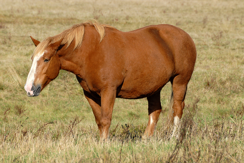 Overvægt hos hest