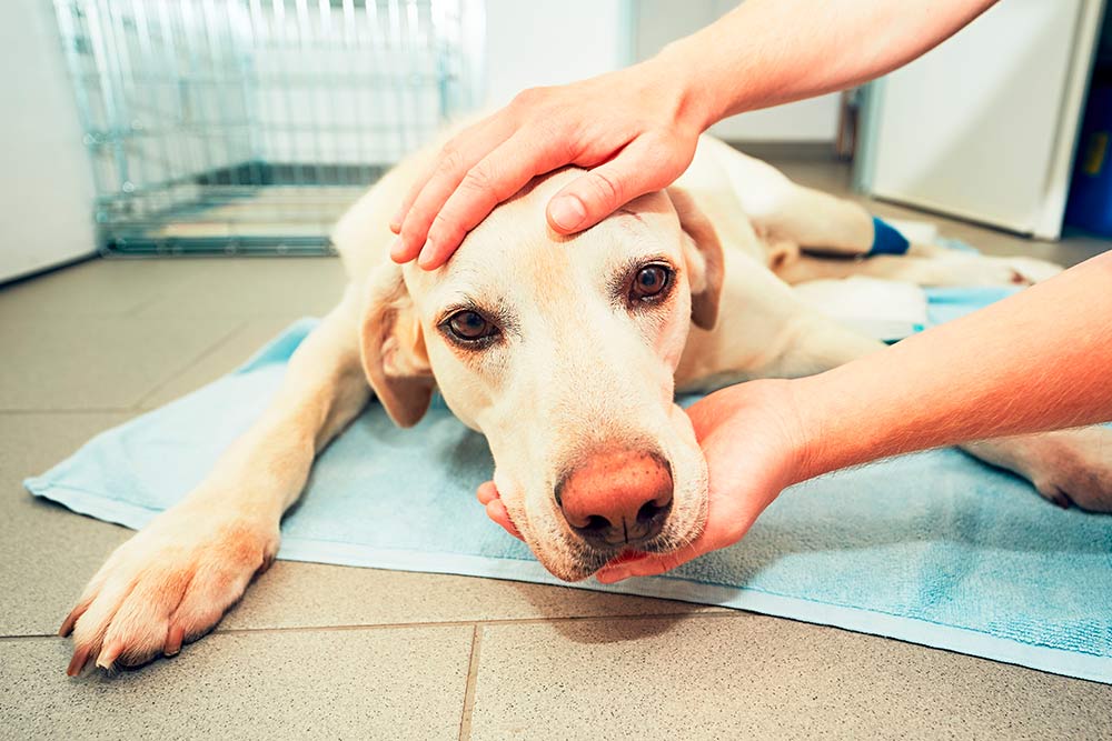 Epilepsi hund - Råd og vejledning ved krampeanfald | Evidensia
