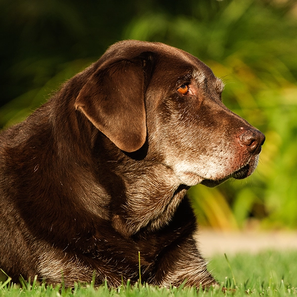 Seniorhund – Hvornår betegnes din hund som ældre
