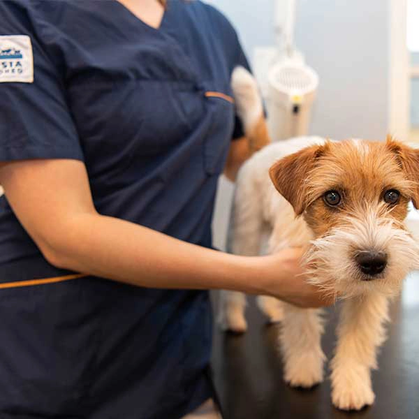 Hund på Evidensia Dyrehospital