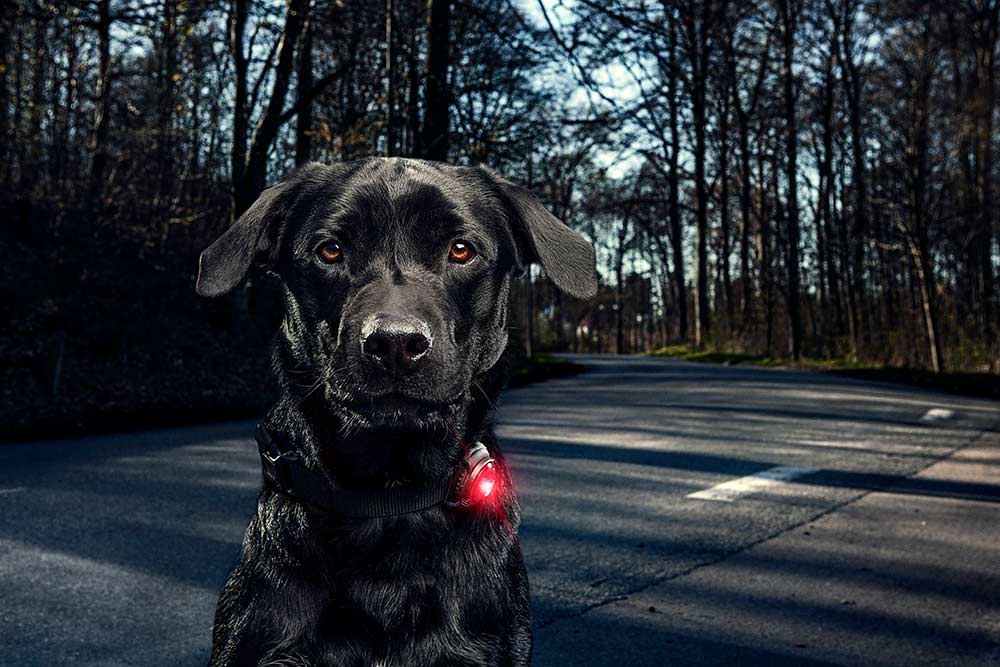 5 tips i mørket – sørg for at være synlig, når hunden luftes samt på rideturen