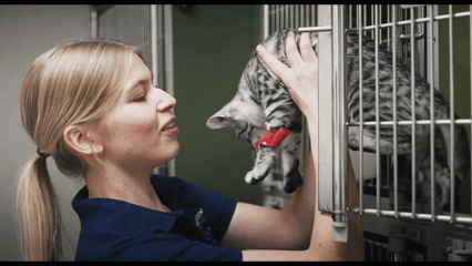 Video af Evidensia Fasanvejens Dyreklinik