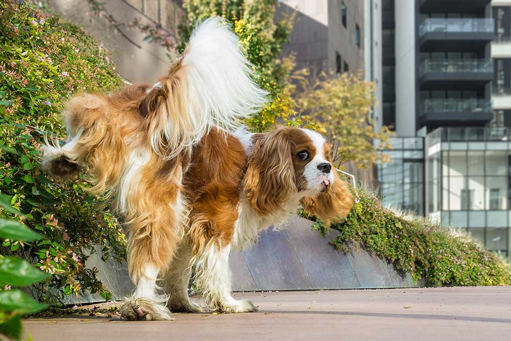 Installere hale raid Hundepas - Når hunden skal med til udlandet | Evidensia