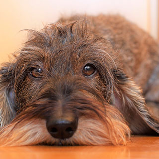 Gigt hos hund - årsag og behandling