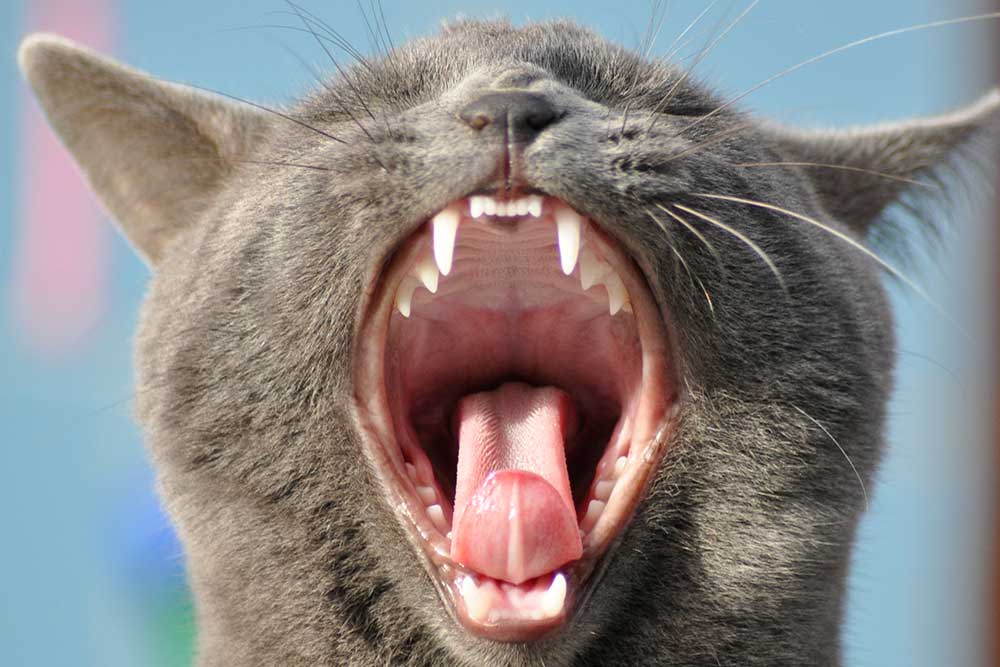 Kattens tandsæt