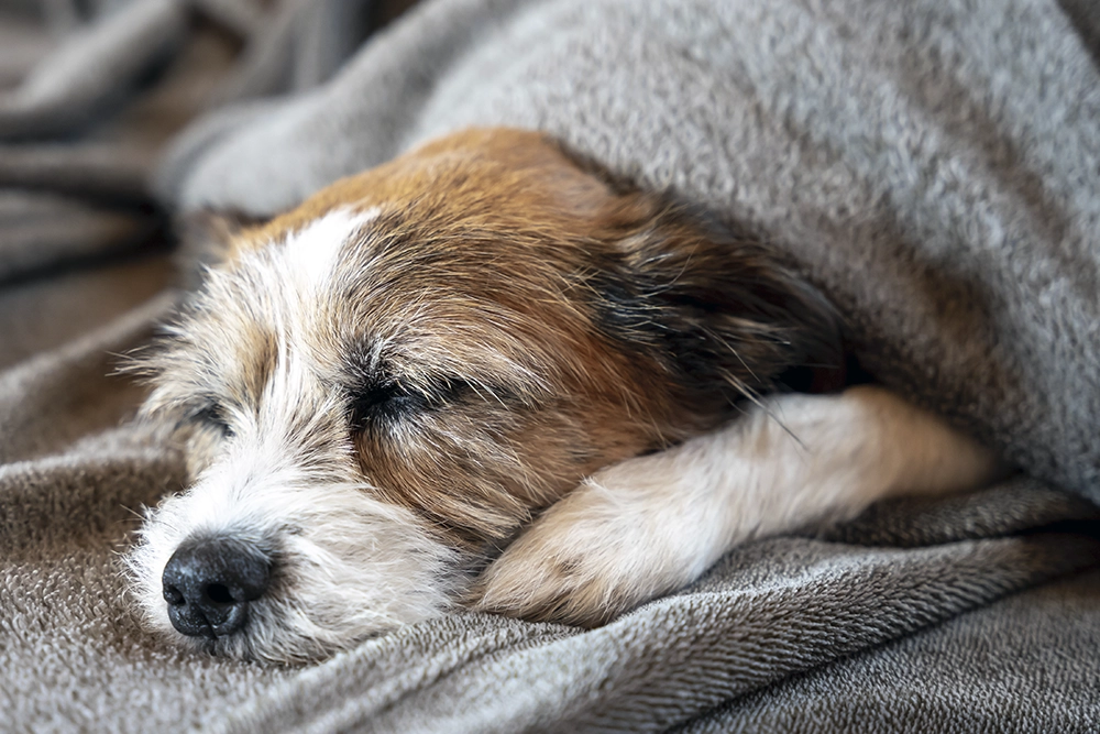 Kalkmangel hos hund