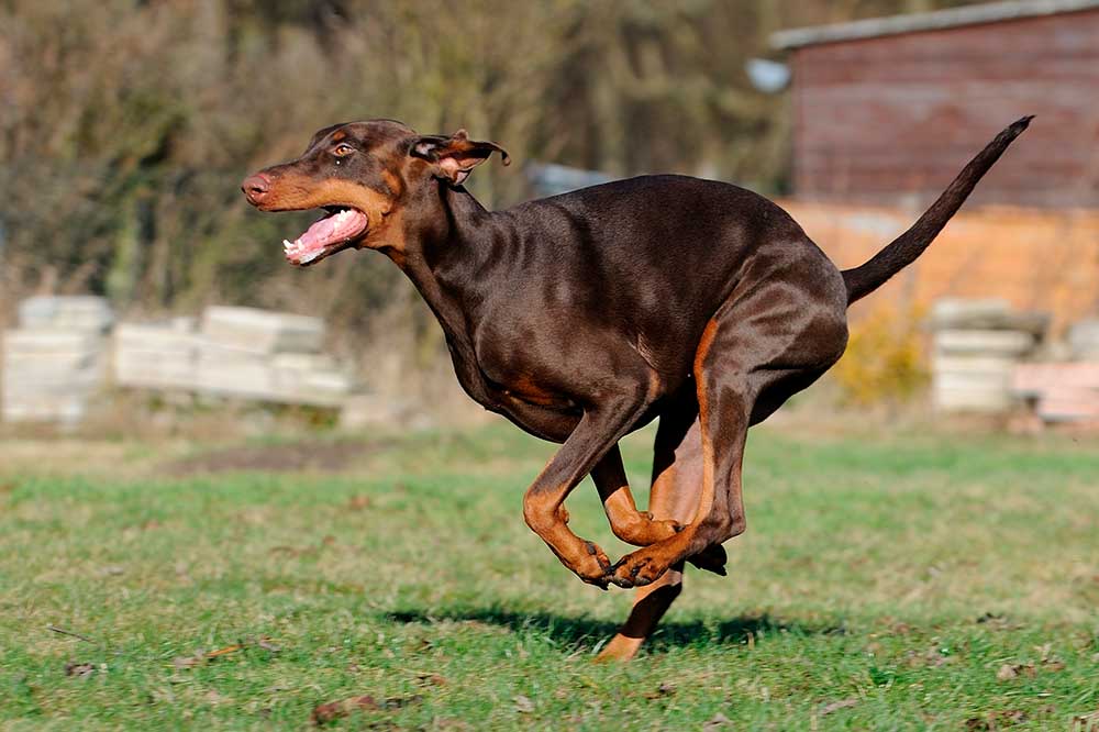 Mavedrejning hunde - kræver akut dyrlægehjælp