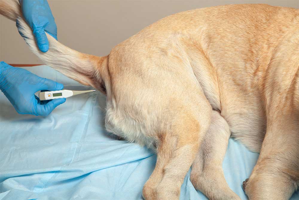 hund med feber får målt temperatur