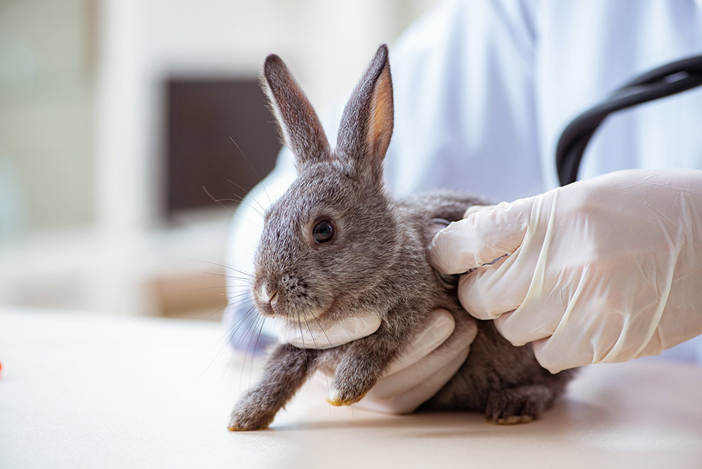 Kanin sygdomme – De mest almindelige