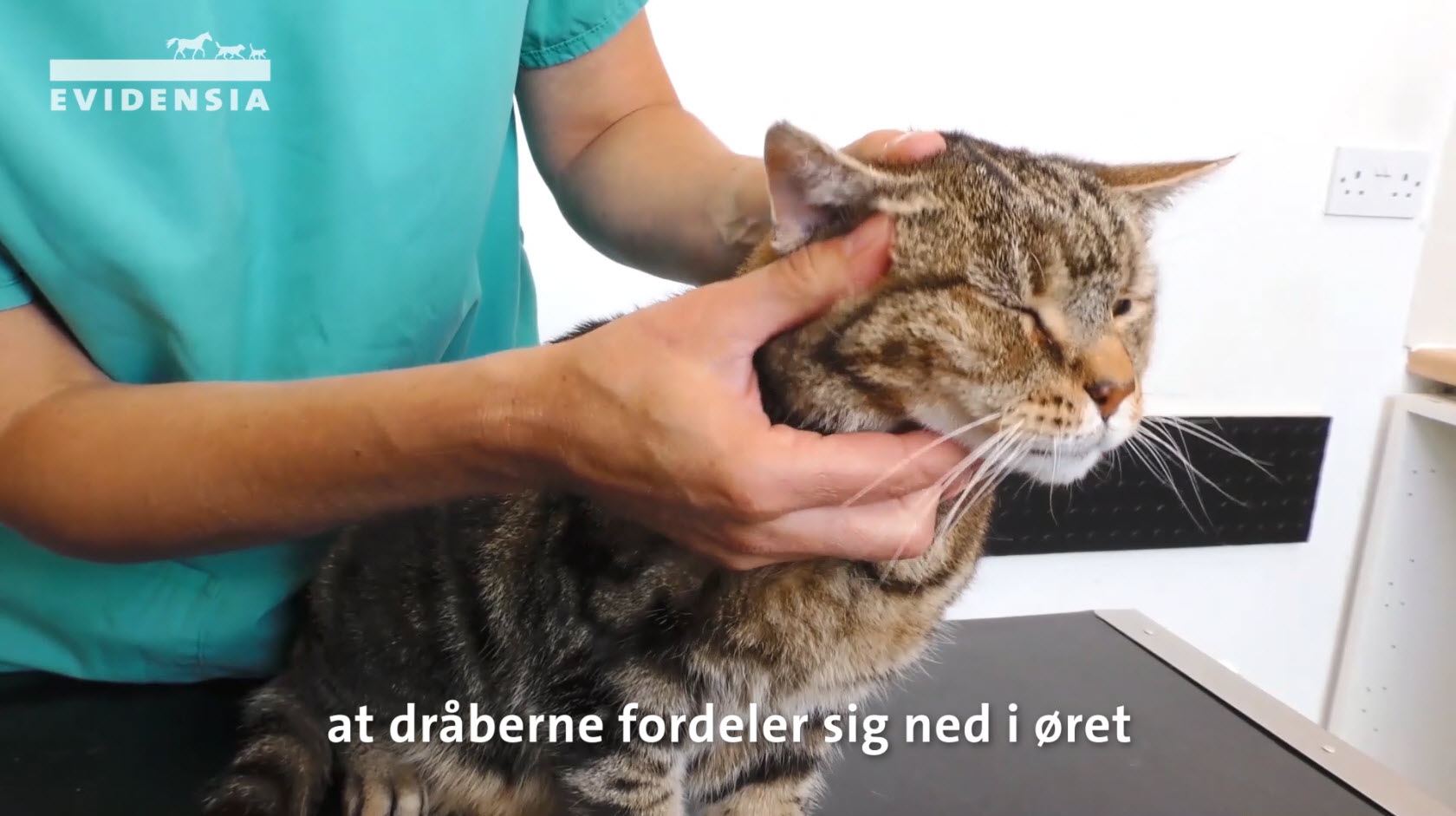 Sådan giver du din kat øredråber