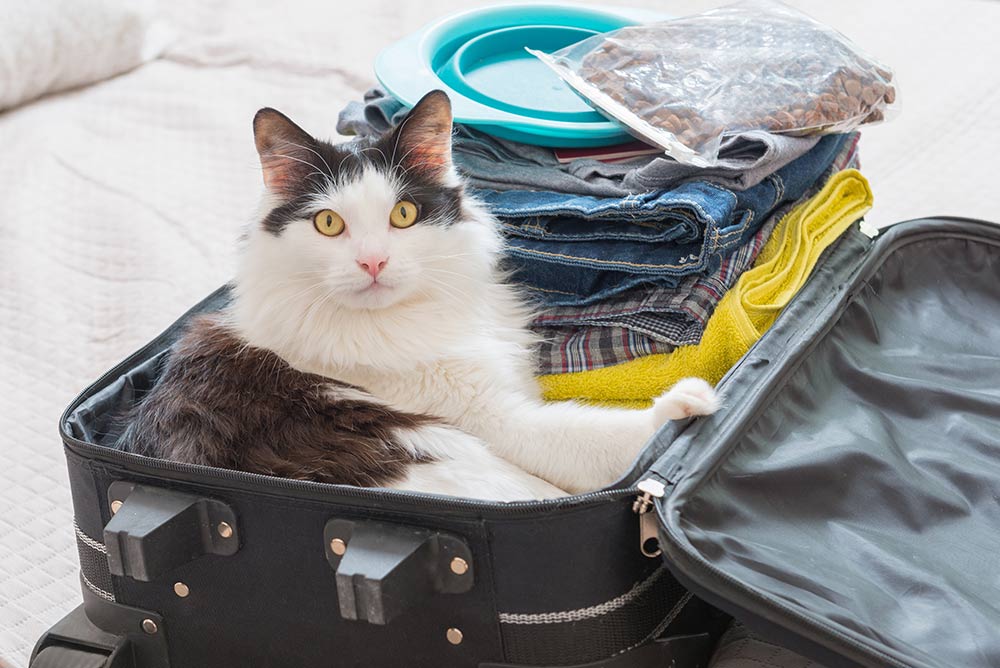 Rejse med kat – Sådan gør du rejsen behagelig for din kat