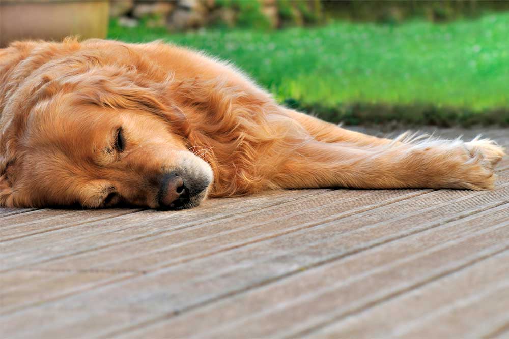 Dehydreret hund eller kat