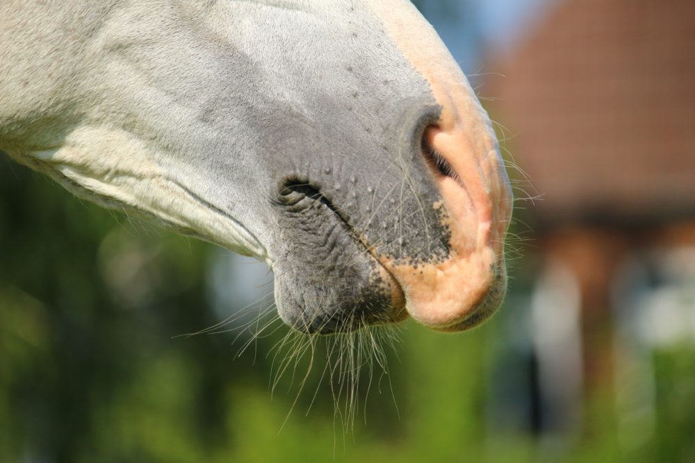 EMS hos heste (Equint Metabolisk Syndrom)