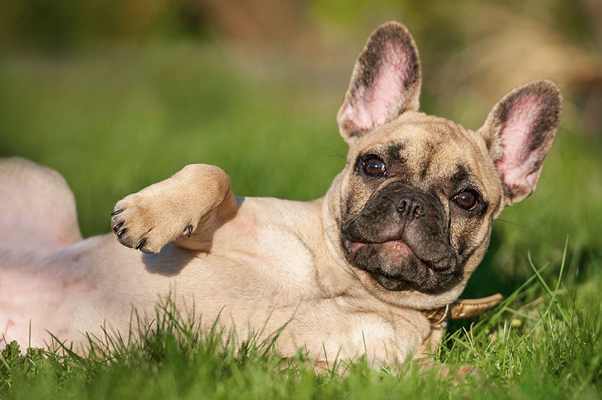 Diskusprolaps hos hund