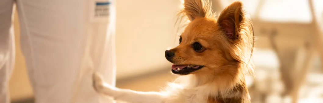 hund med pote på dyrlæge ben