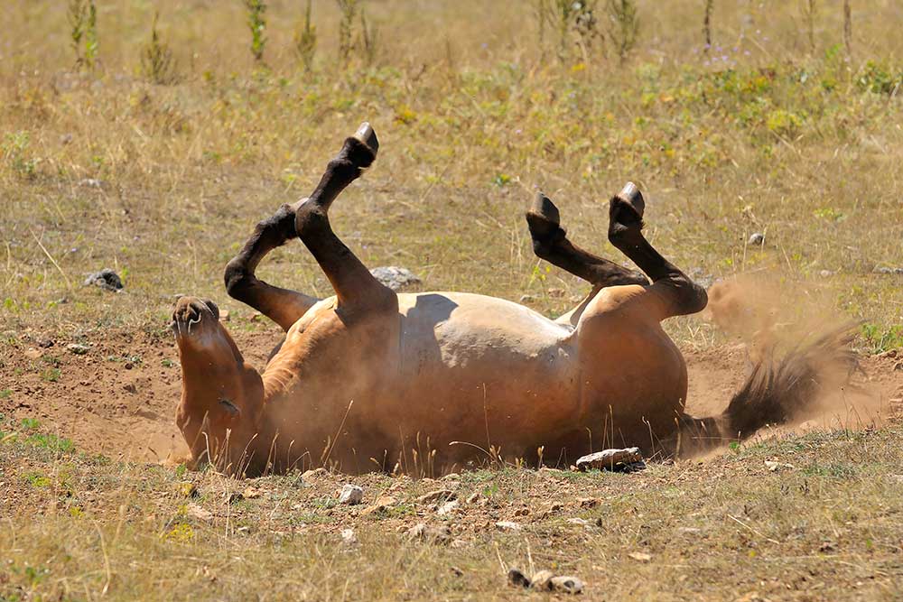 Kolik hos hest – symptomer og årsager