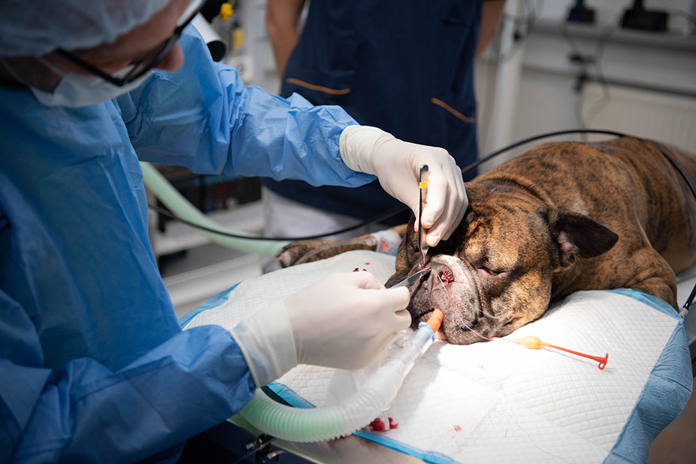 Operation af blød gane hund - BOAS | Evidensia