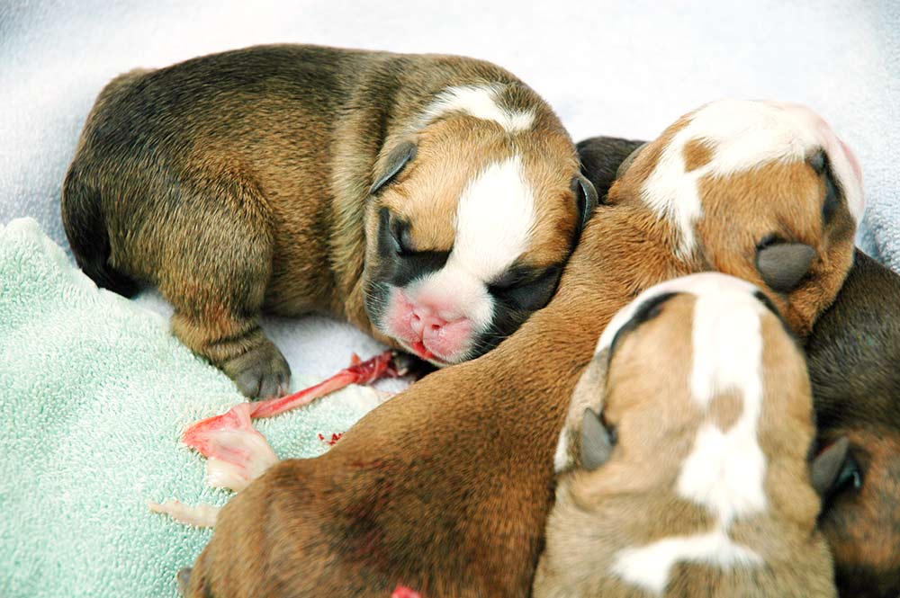 Fødsel hos hund – Når hunden skal føde