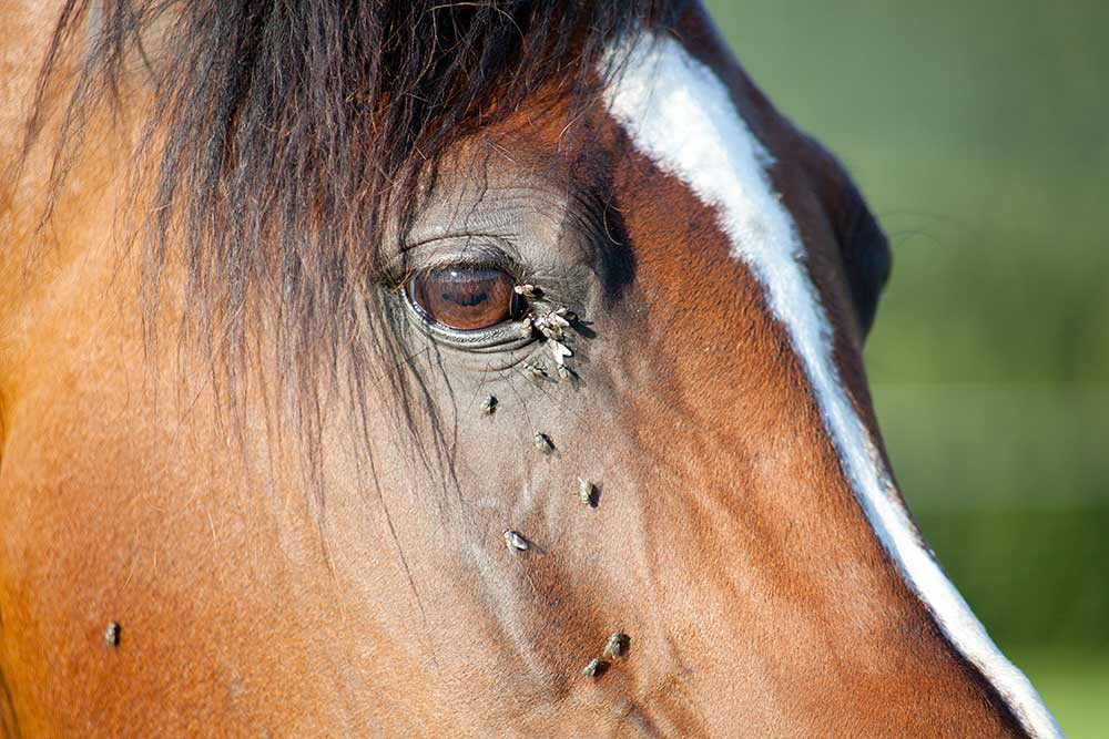 Øjenbetændelse hos hest – Råd og vejledning