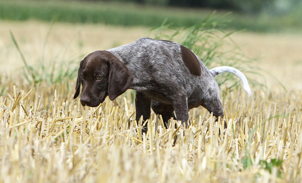 Blærebetændelse hos hund - Symptomer og Evidensia