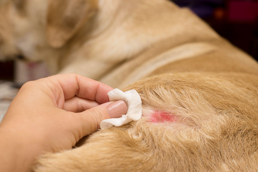 præsentation Indflydelsesrig Grisling Hotspot hos hunde - Forebyggelse og behandling | Evidensia