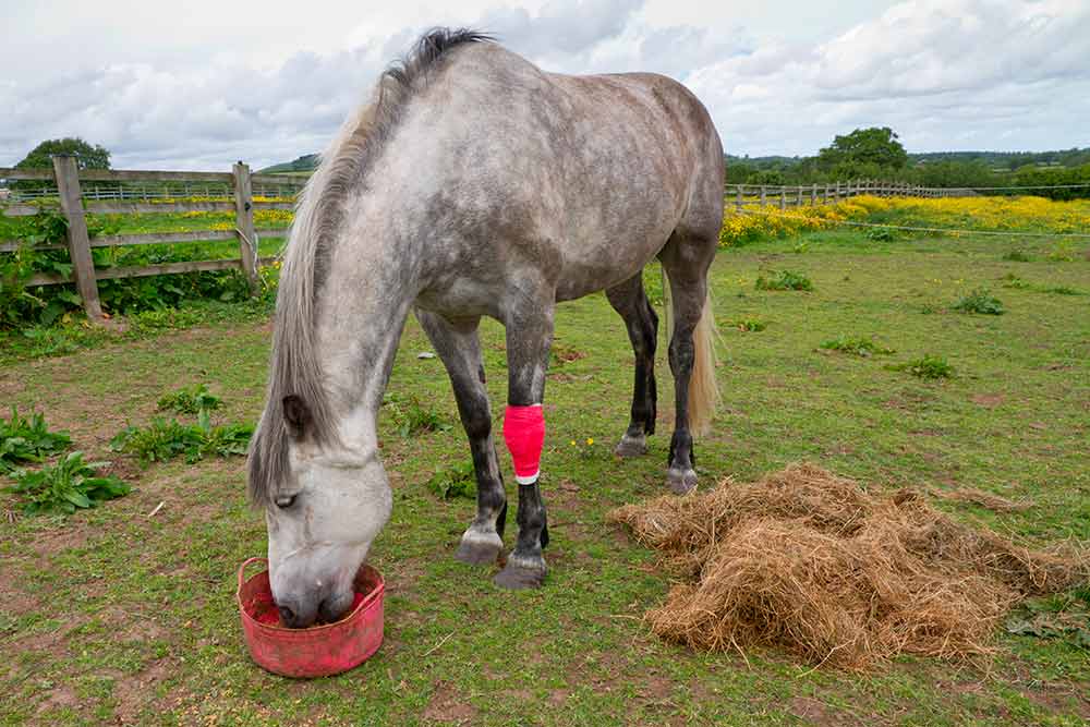 Sygeforsikring af hest