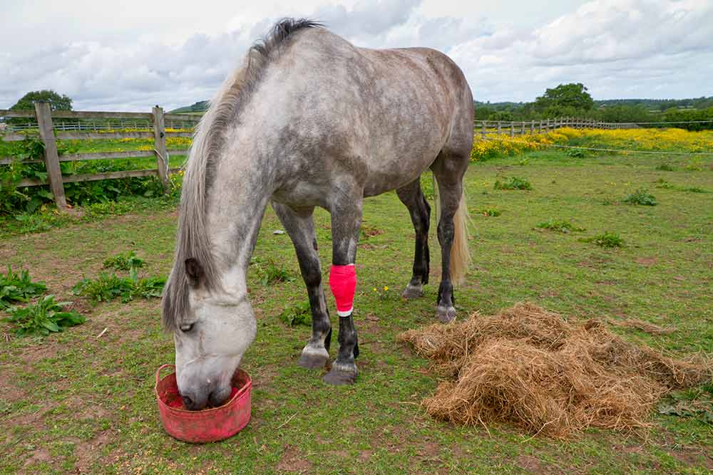 Sygeforsikring af hest