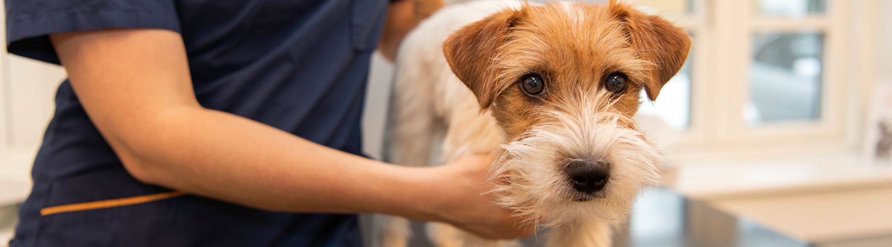 Hund i konsultation på Evidensia Kolding Dyrehospital