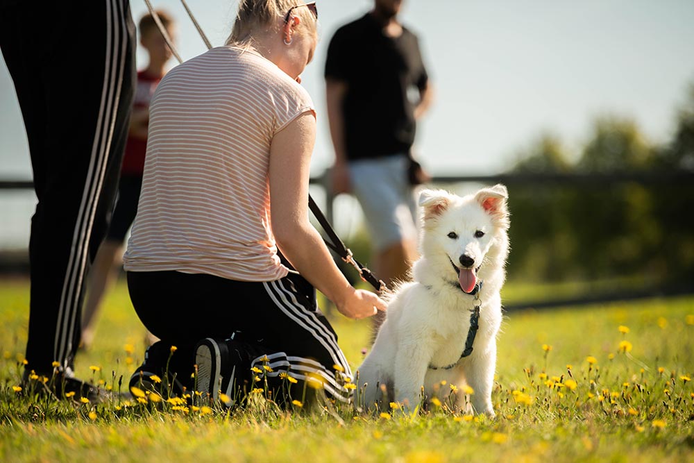 Hvalpetræf
