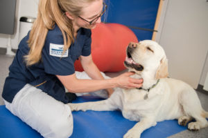 Fysioterapi hunde og | Evidensia