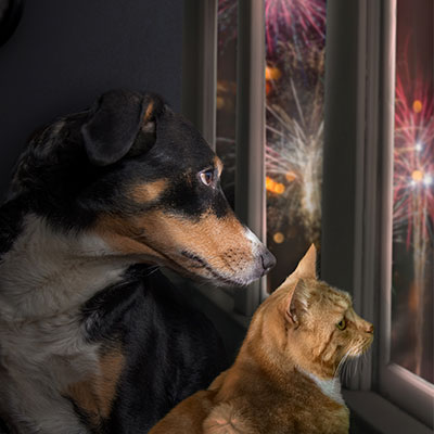 Hund og kat ser på fyrværkeri