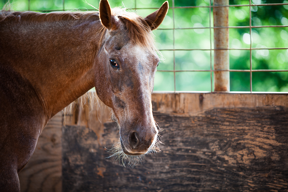 PPID hos hest / Cushings syndrom hos hest