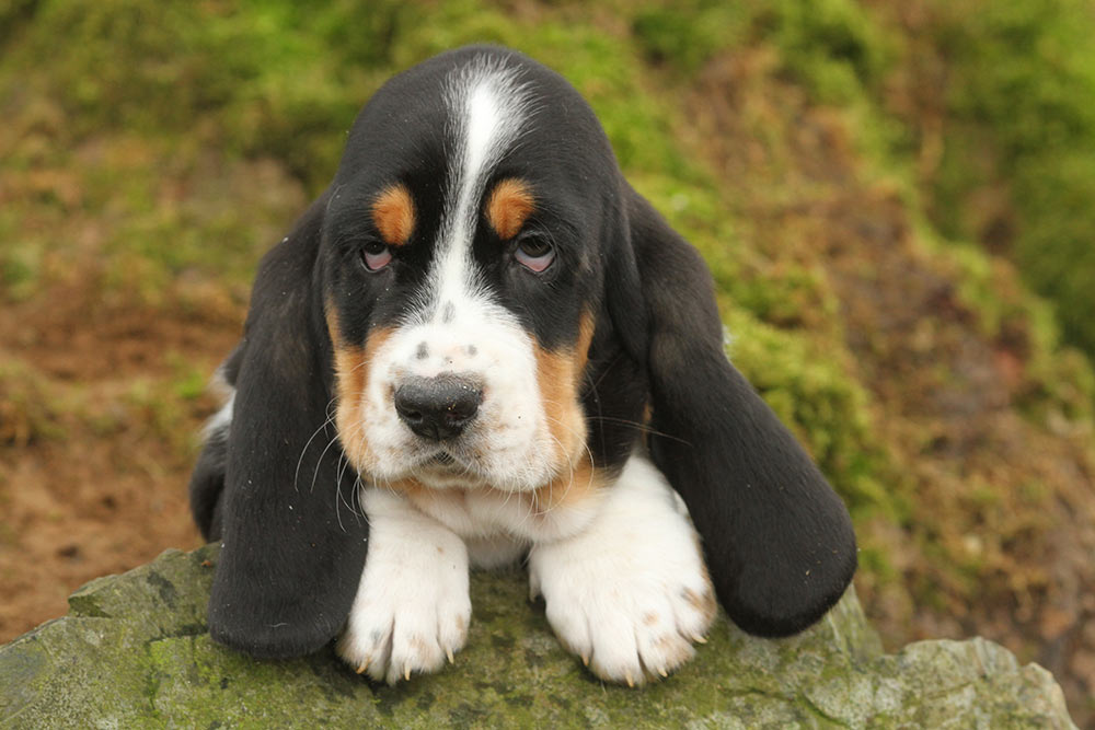 mistænksom sadel Væk Øjenbetændelse hos hund - Symptomer, årsager og behandling | Evidensia