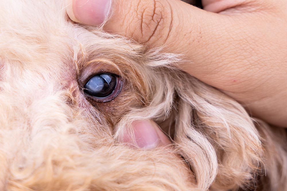 Fuld Vejrtrækning vegne Din Dyredoktor - artikler om hund Side 2 | Evidensia