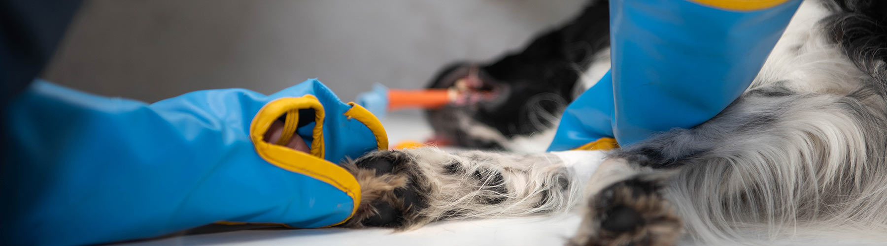 Røntgenoptagelse af hund på Evidensia Brønshøj Dyreklinik