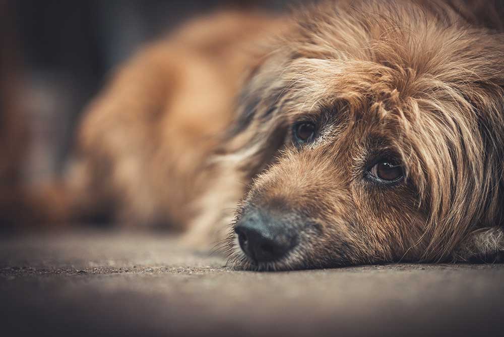 Gigt hos hund – Årsag og behandling