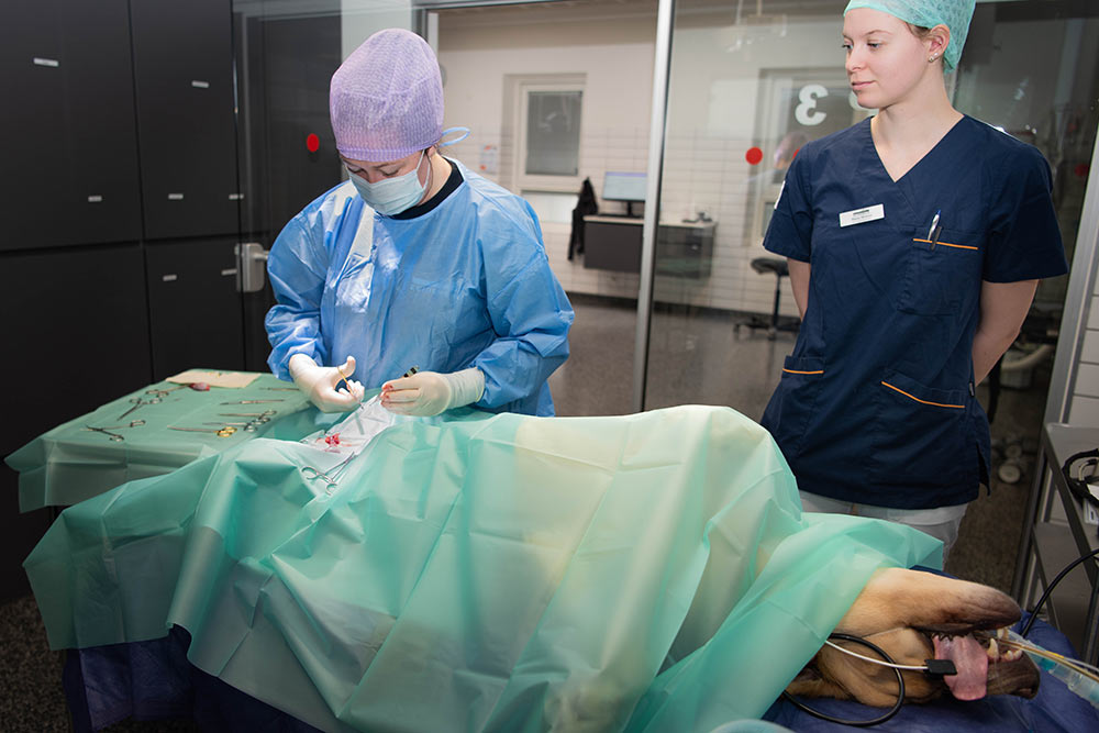 Hund bliver kastreret