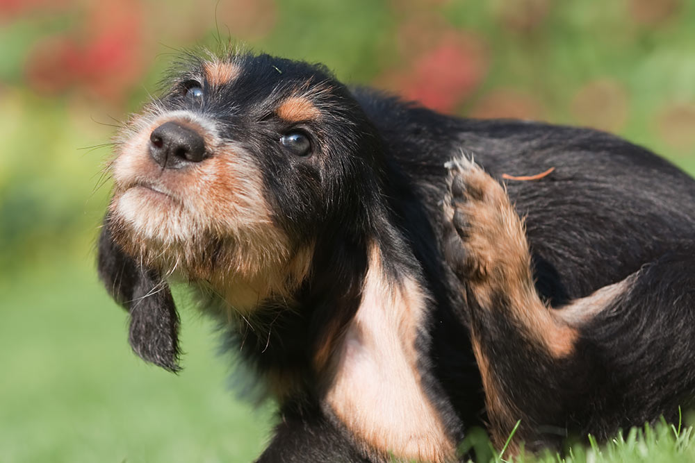 beviser gen Stilk Ørebetændelse hos hund - Symptomer og behandling | Evidensia