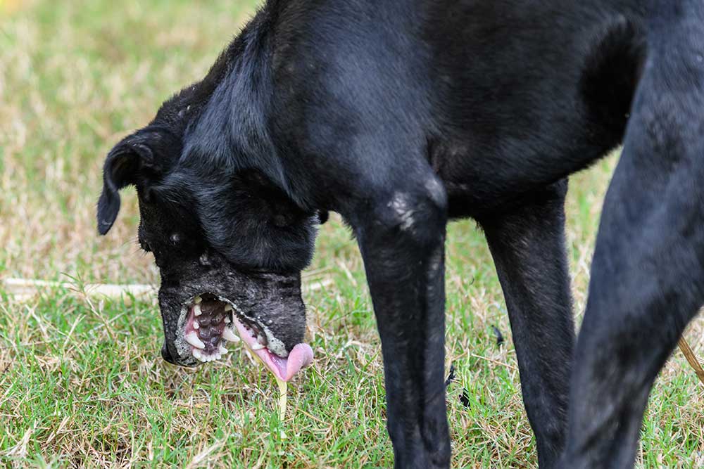 Min hund kaster gult skum op