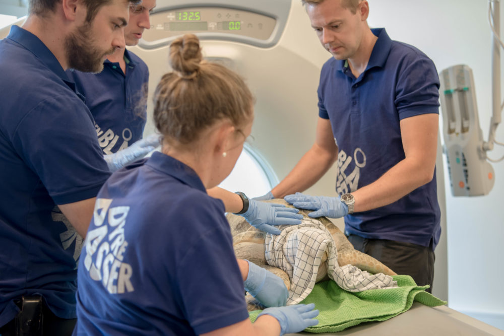 Havskildpadder fra Den Blå Planet til CT scanning på Karlslunde Dyrehospital