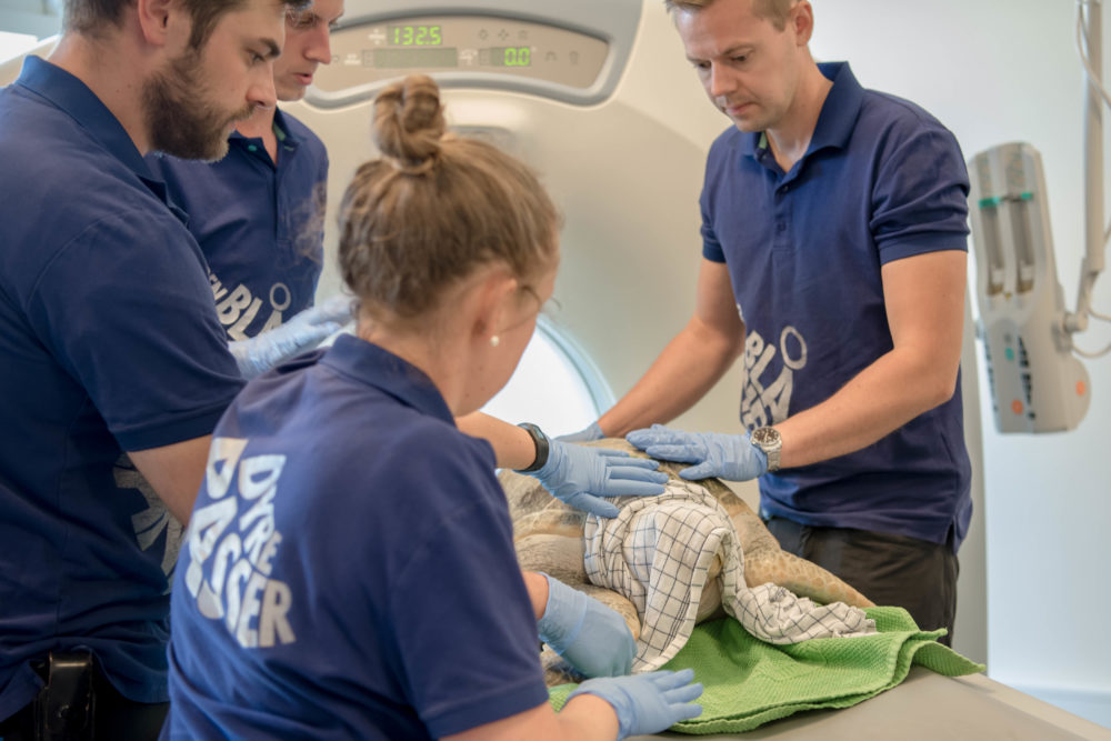 Havskildpadder fra Den Blå Planet til CT Scanning