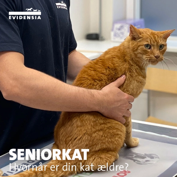 Seniorkat