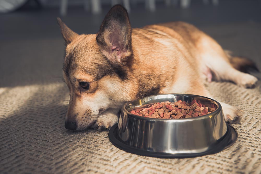 Livmoderbetændelse hos hund (pyometra)