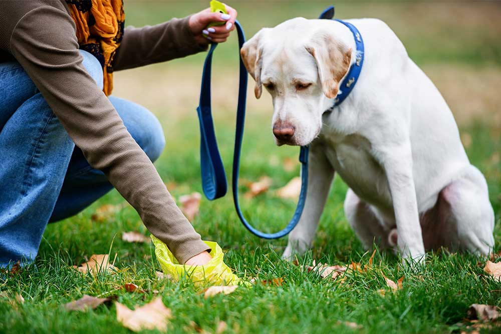 Serrated Frivillig Blåt mærke Giardia hos hund | Evidensia