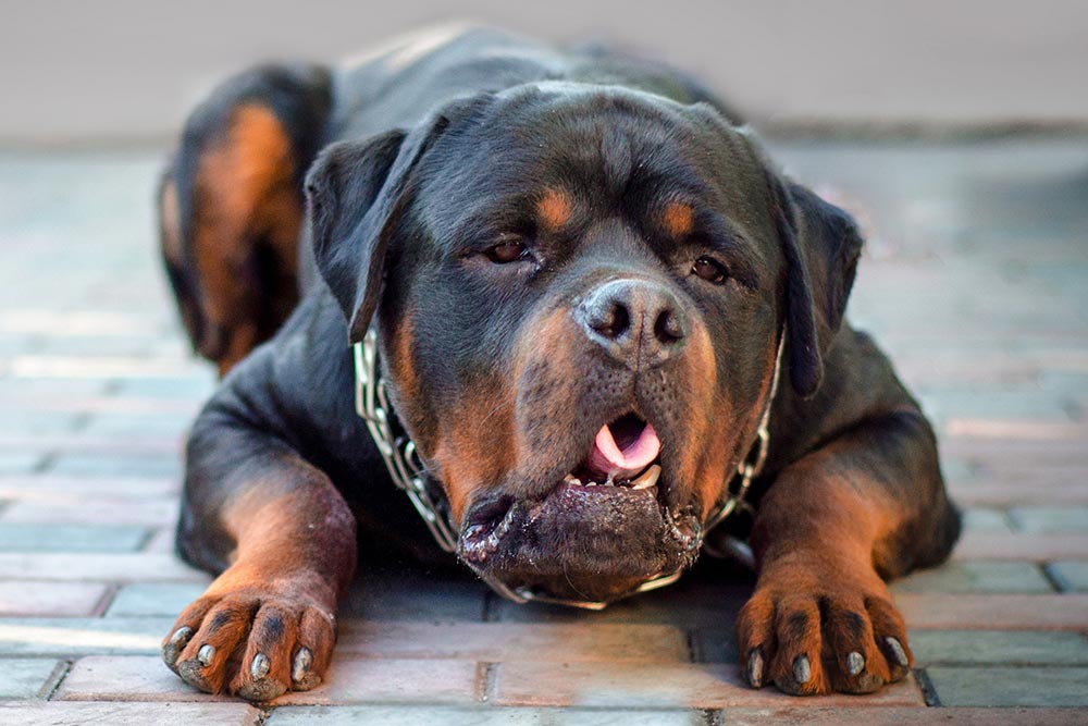 Når din hund kaster op – Råd og anbefaling