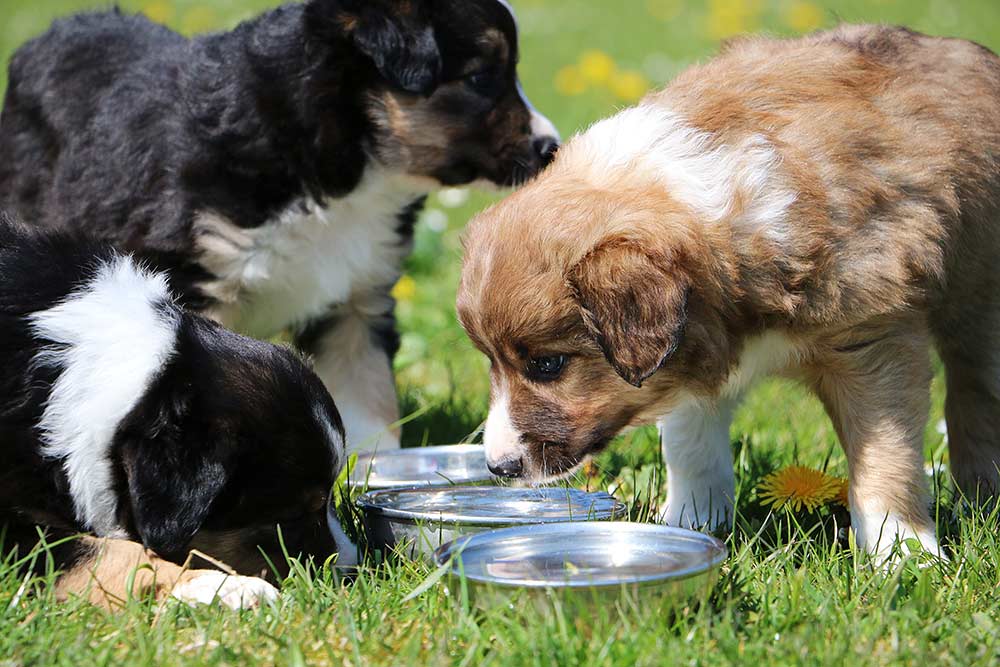 Problem Robust høst Din Dyredoktor - artikler om hund Side 4 | Evidensia