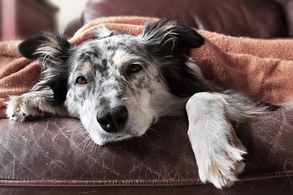 Addisons sygdom hos hund - Symptomer behandling | Evidensia