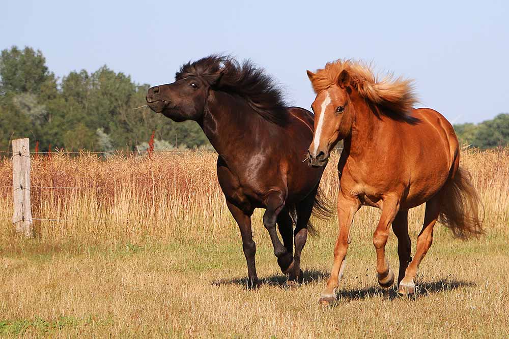 CEM (Contagiøs Equin Metritis) – Smitsom sygdom hos heste